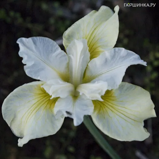 Ирис сибирский Мун Силк