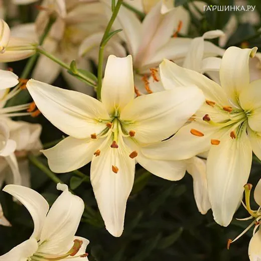 Лилия Перл Франсес