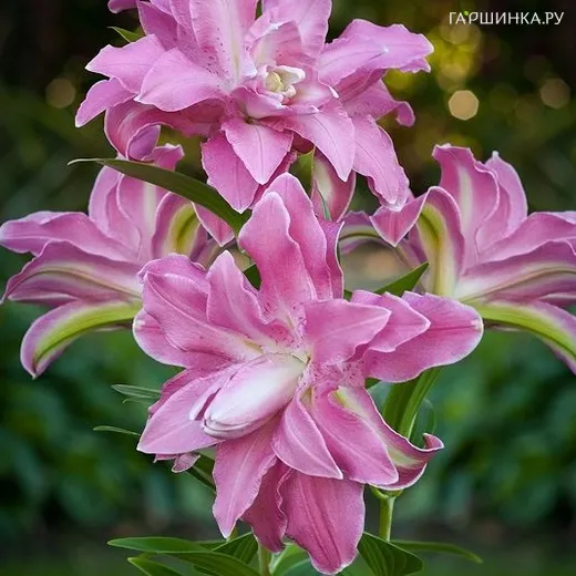 Лилия Лотус Вондер восточная махровая