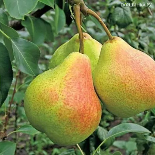 Груша Памяти Яковлева