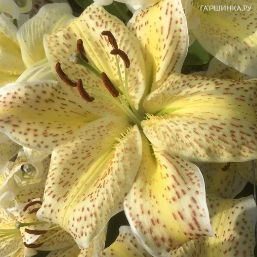 Лилия Тайгермун восточная