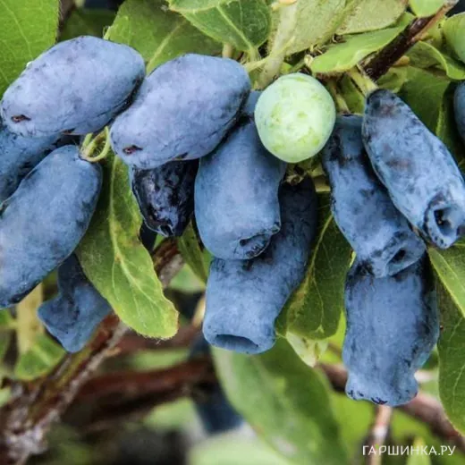 Жимолость Томичка