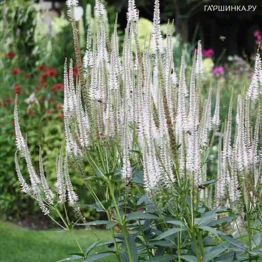 Вероникаструм виргинский Альбум