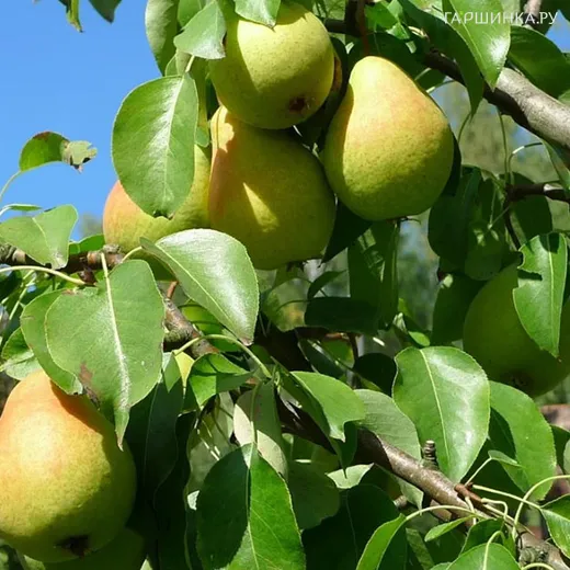 Груша Бураковка