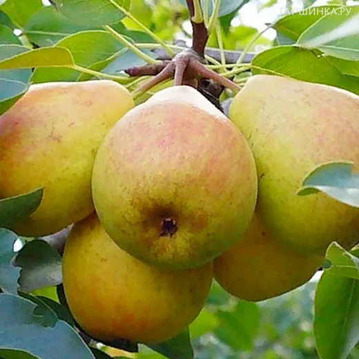 Груша Телена