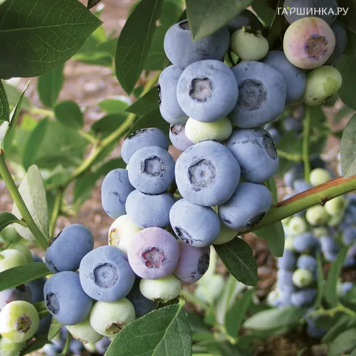 Голубика Либерти