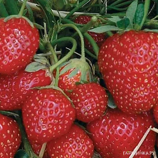 Клубника Зенга Зенгана — основное фото товара