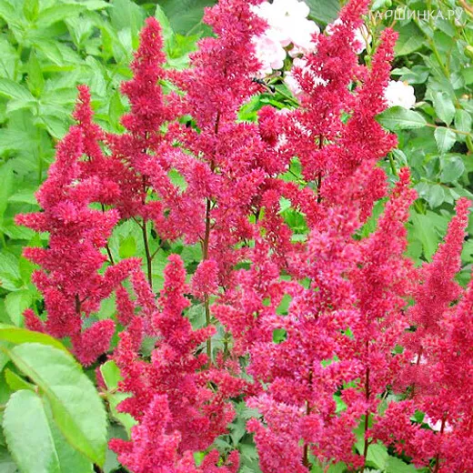 Астильба Арендса Гертруд Брикс