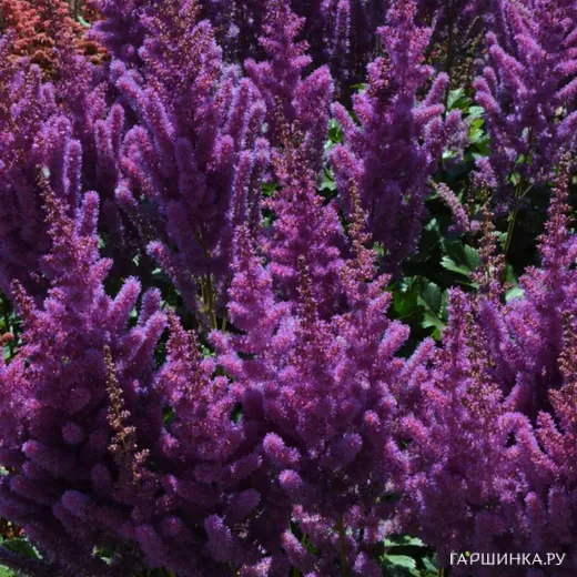 Астильба Блэк Перлс китайская