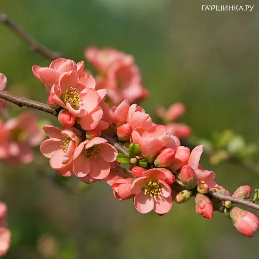 Айва Салмон Горизон