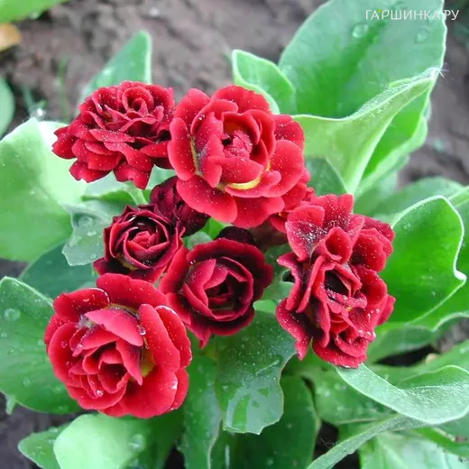 Примула Кримсон Глоу