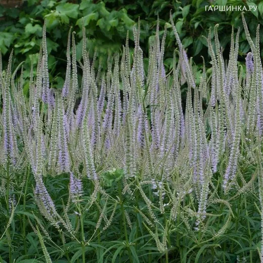 Вероникаструм Лавенделтурм