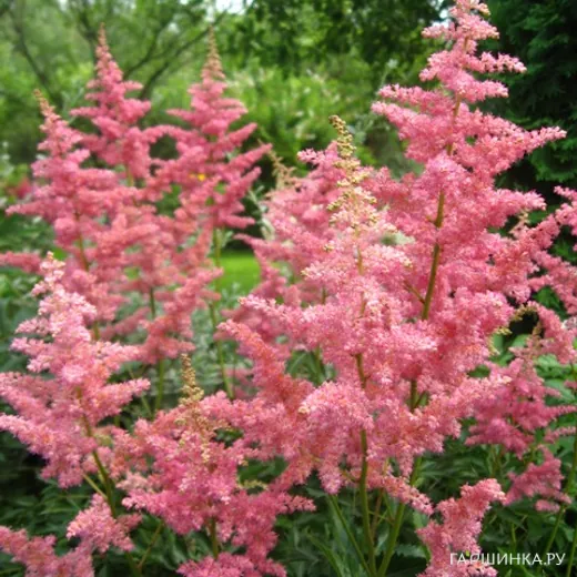 Астильба арендса Анита Пфайфер