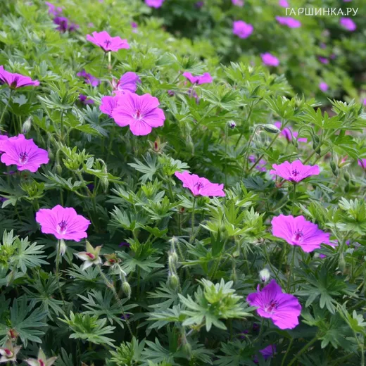 Герань кроваво-красная Тайни Монстер