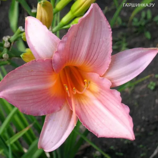 Лилейник Холс Пинк