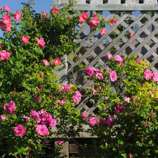 Роза Чарльз Албанель канадская парковая (лиц)