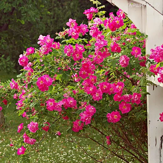 Роза Капитан Самуэль Холланд канадская парковая (лиц)