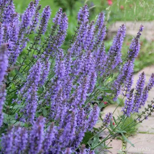 Шалфей (сальвия) дубравный Блаухугель