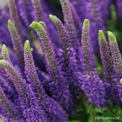 Вероника Пацифик Океан