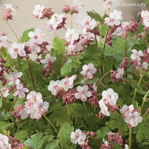Герань Шпессарт крупнокорневищная