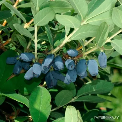 Жимолость Авача