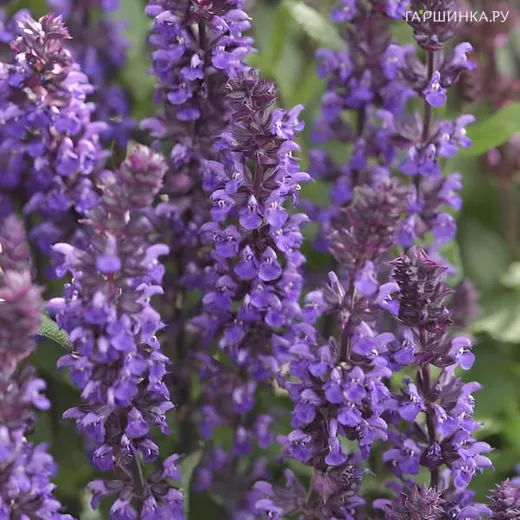 Шалфей (сальвия) дубравный Нью Дименшн Блю