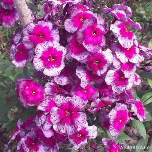 Флокс Дракон