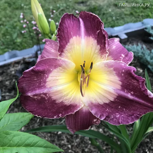 Лилейник Малазиан Монарх