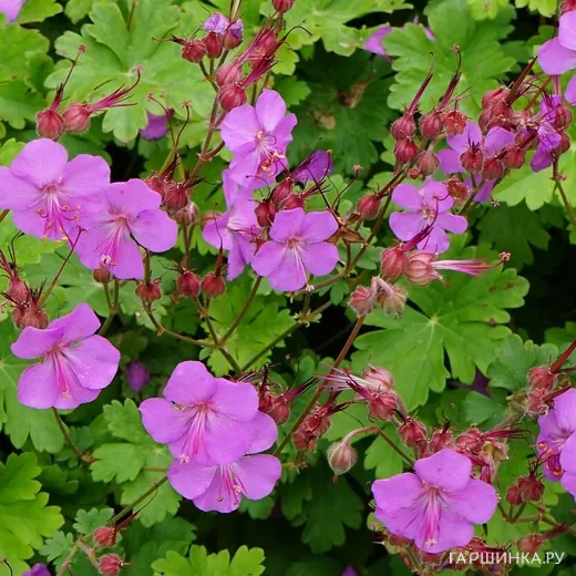 Герань Кармина кембриджская