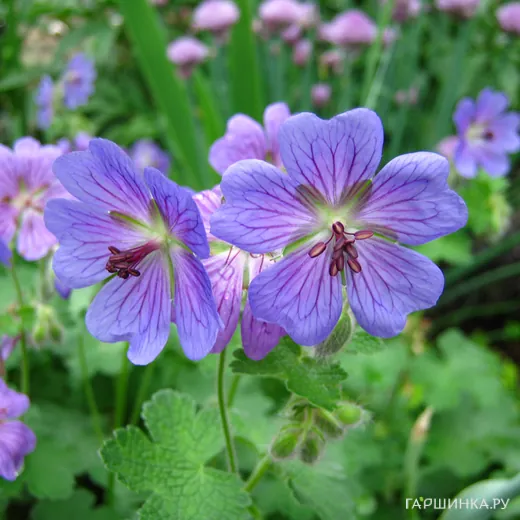 Герань Филипп Ваппель