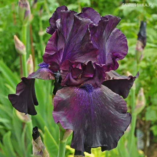 Ирис бородатый Суперстишн