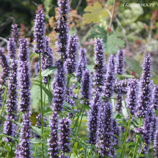 Лофант (Агастахе) Блэк Аддер