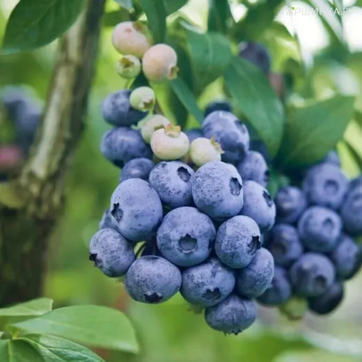 Голубика Дарроу