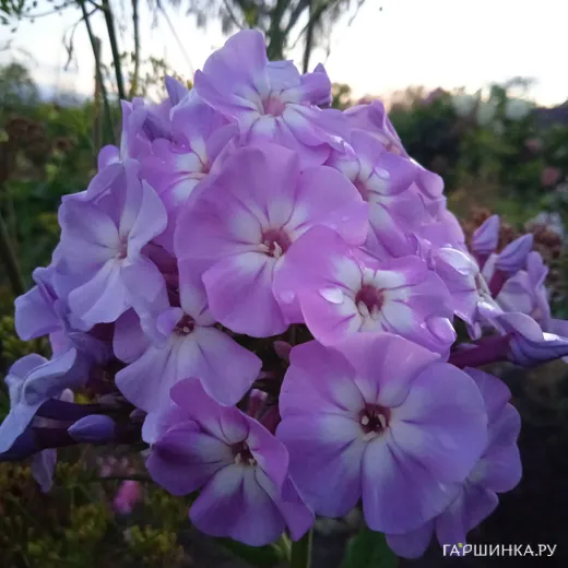 Флокс Мирослав