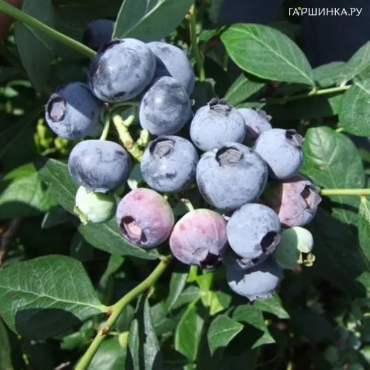 Голубика Аврора