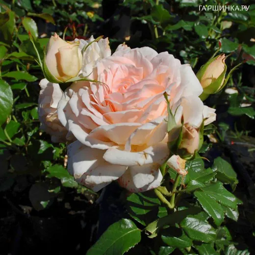 Роза Чандоз Бьюти чайно-гибридная