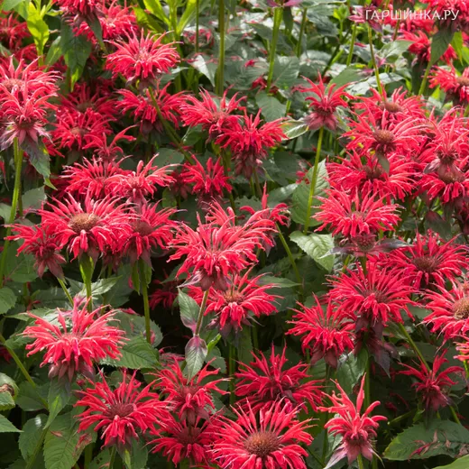 Монарда Гаденвью Скарлет