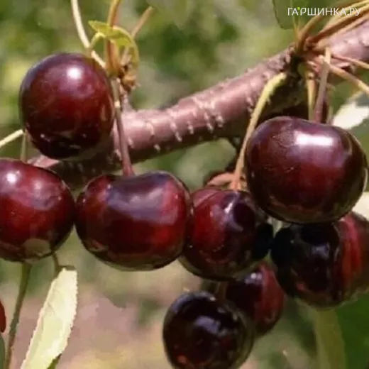 Дюк (Черевишня) Алиса