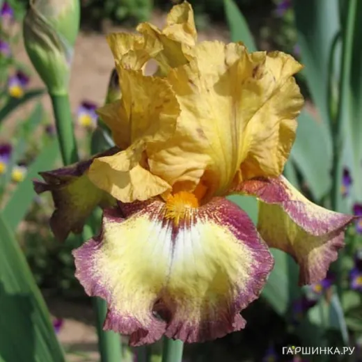 Ирис бородатый Бульвинкл