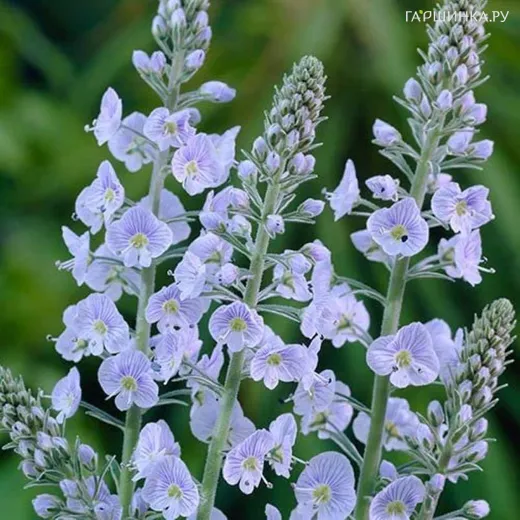 Вероника Блю Биттер Свит горечавковая