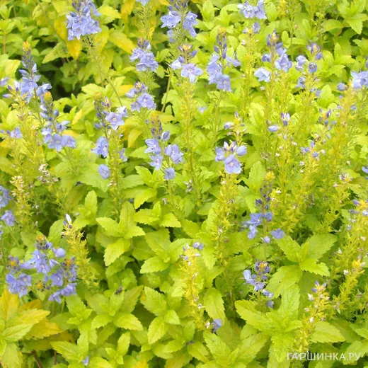 Вероника простертая Ацтек Голд