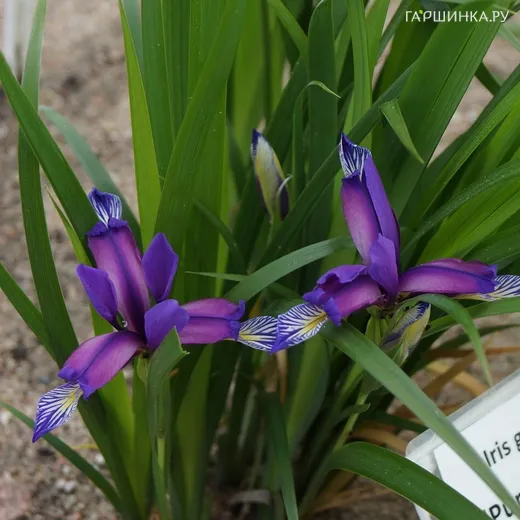 Ирис злаковидный