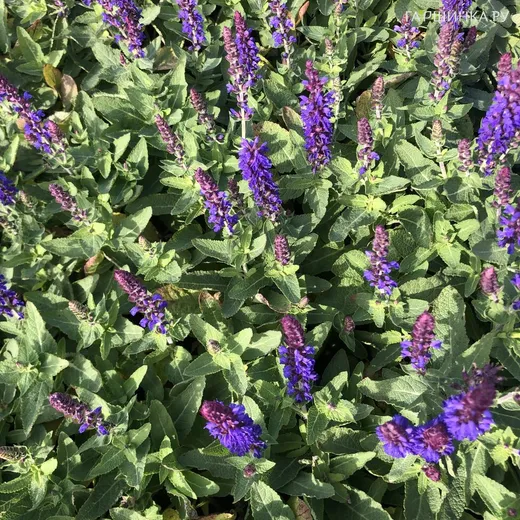 Шалфей (Сальвия) дубравный Блю Букет