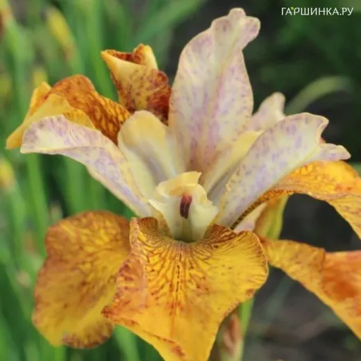 Ирис сибирский Пикок Батерфляй Джинжер Твист