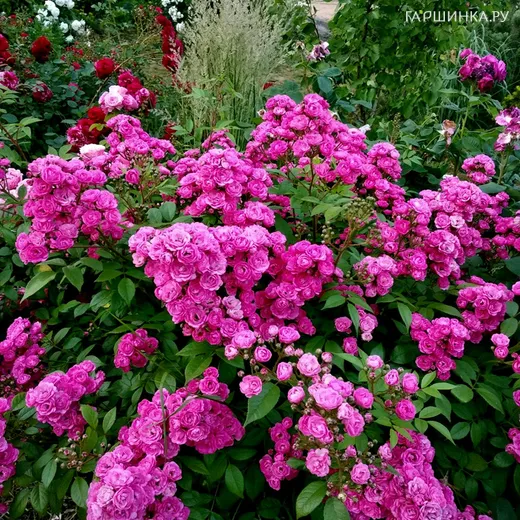 Роза Динки мускусная, Ленс (лиц)