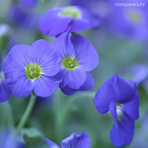 Герань Блю Санрайз луговая