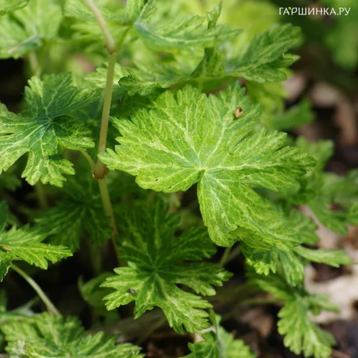Герань Маргарет Вильсон бурая