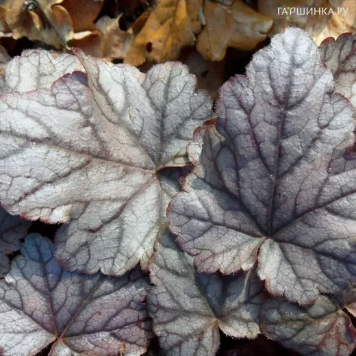 Гейхерелла Квиксильвер