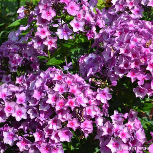 Флокс Дымчатое суфле