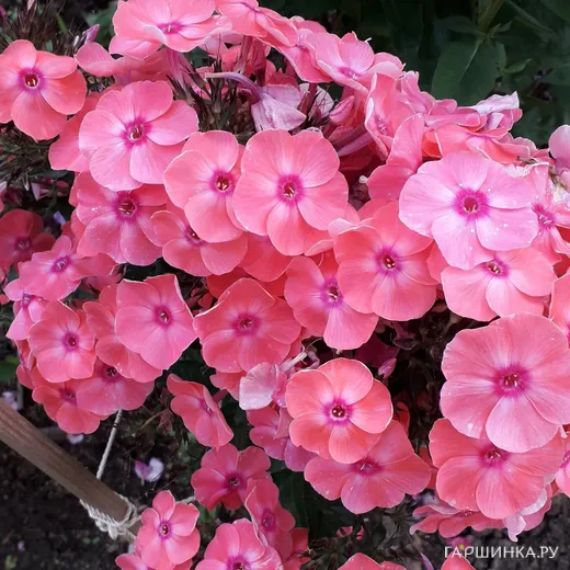 Флокс Лариса